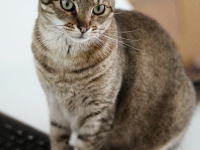 widget