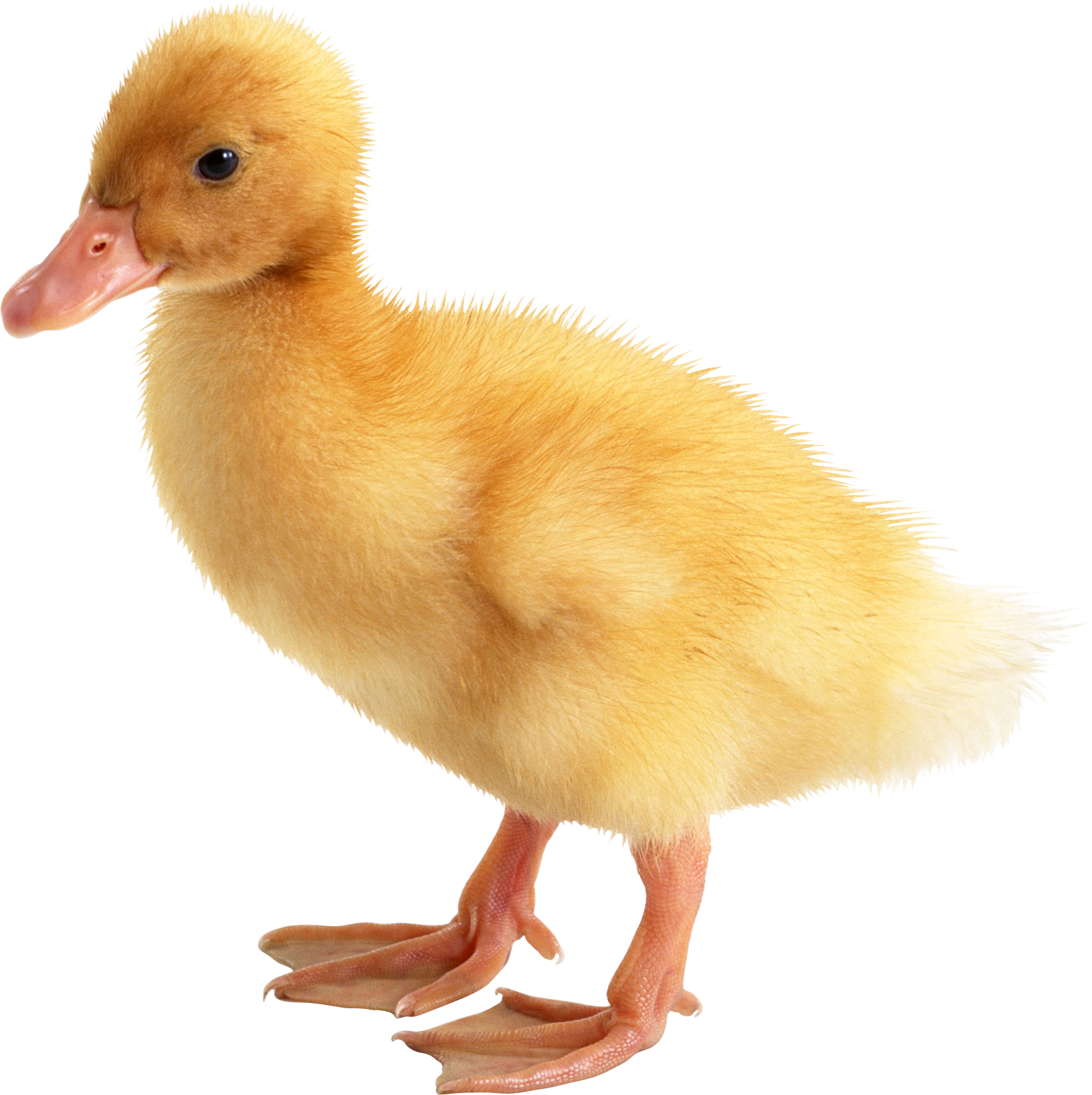 baby ducky